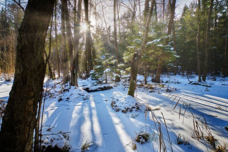 лес, зима, снег В зимнем лесу фото превью