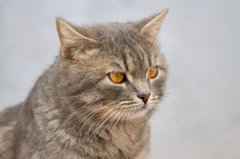 дворовый кот \