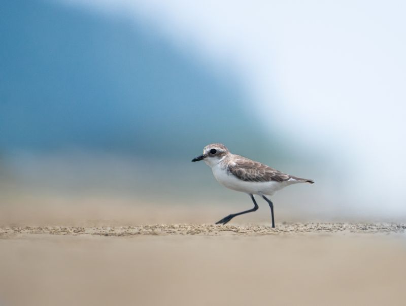 wildlife Bird portraitphoto preview