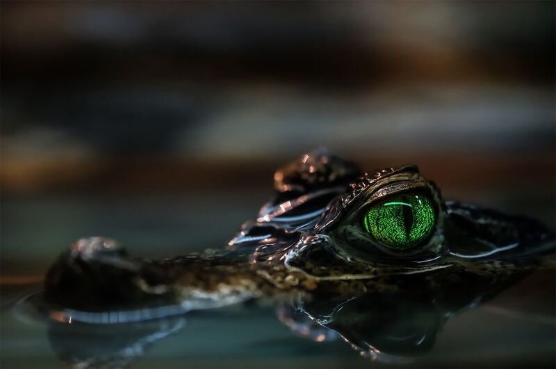 Макро мирphoto preview