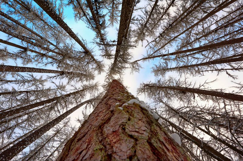 ленинградская область, линдуловская роща, лиственница, деревья, Ввысьphoto preview