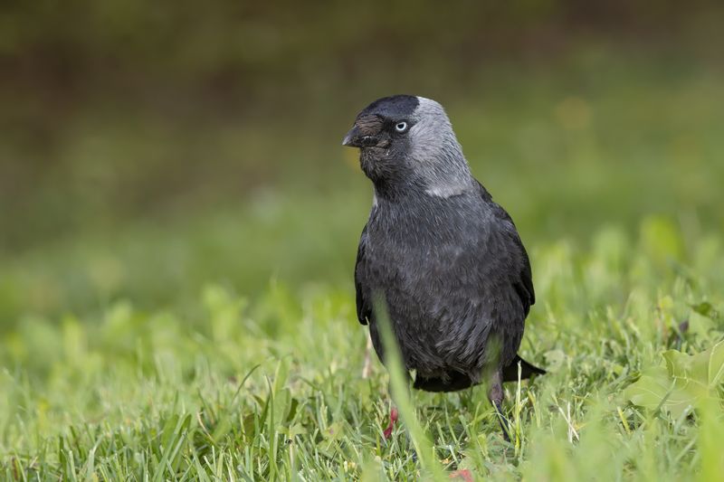 птицы, галка Галочкаphoto preview