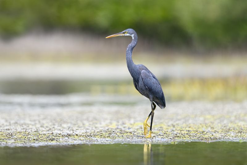 птица, фотоохота, цапля, природа, фауна Рифовая цапляphoto preview