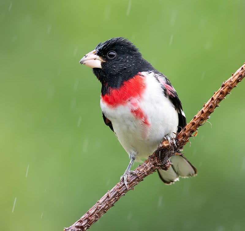 красногрудый дубоносовый кардинал, rose-breasted grosbeak, grosbeak,  весна Красногрудый дубоносовый кардинал - Rose-breasted Grosbeakphoto preview