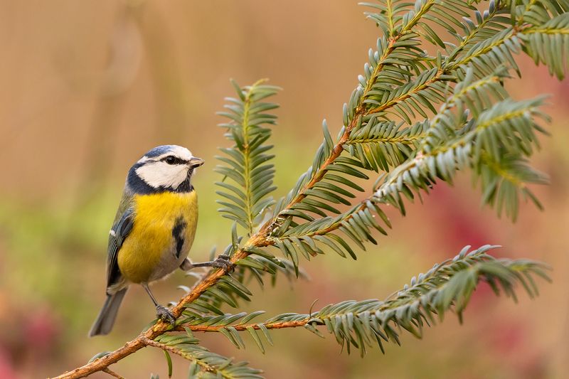 Titmousephoto preview