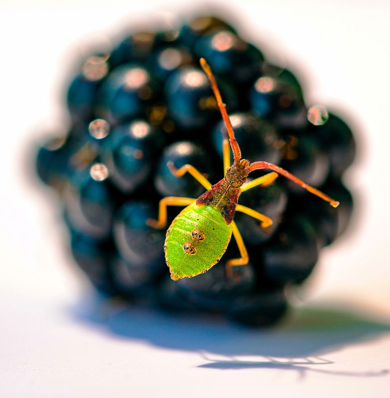 макро Гость из лесаphoto preview