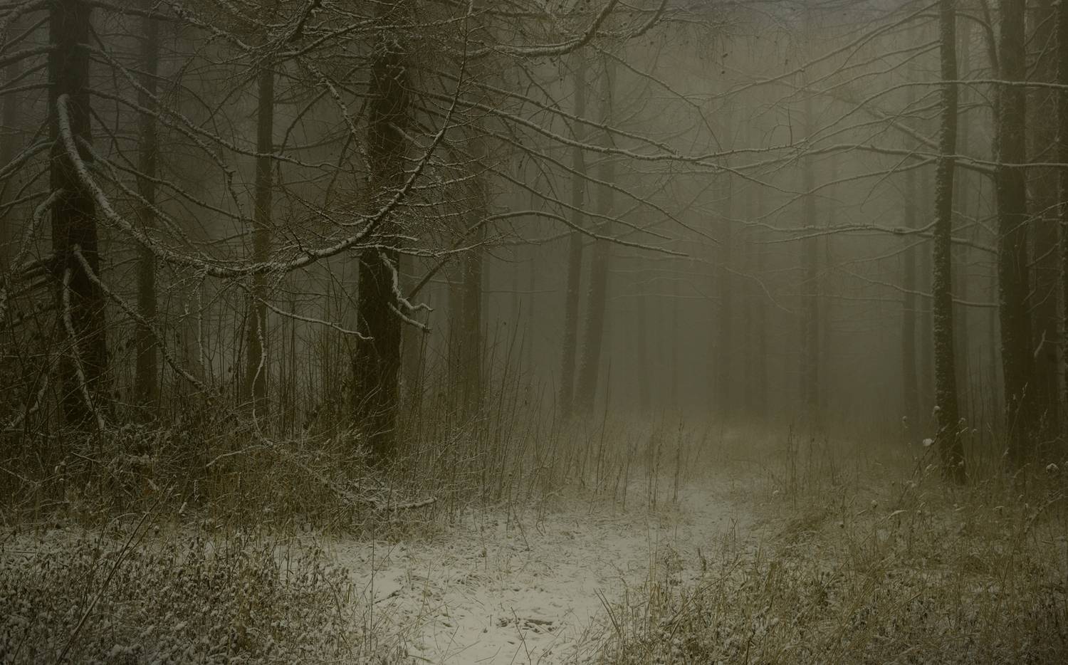 Туманное утро. Автор: Александр Жарников зима туман лес утро, Александр Жарников