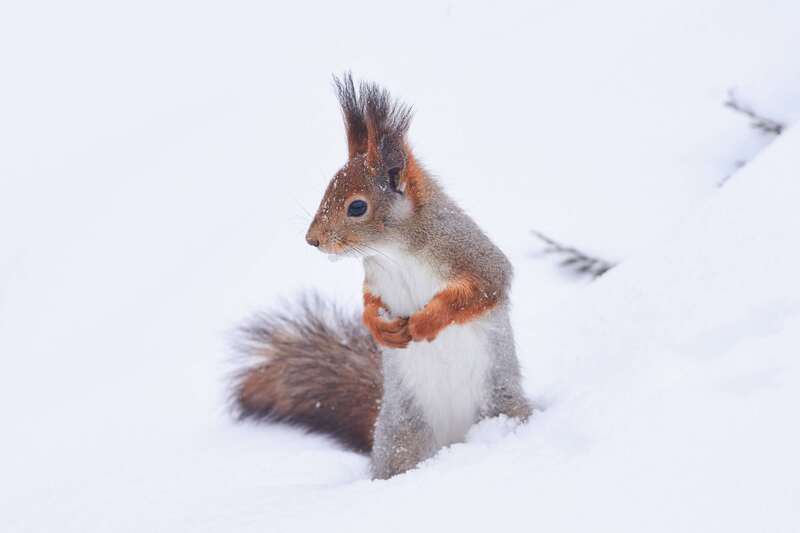 squirrel, volgograd, russia,  #photo preview