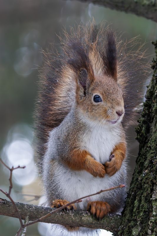 белка Скромнягаphoto preview