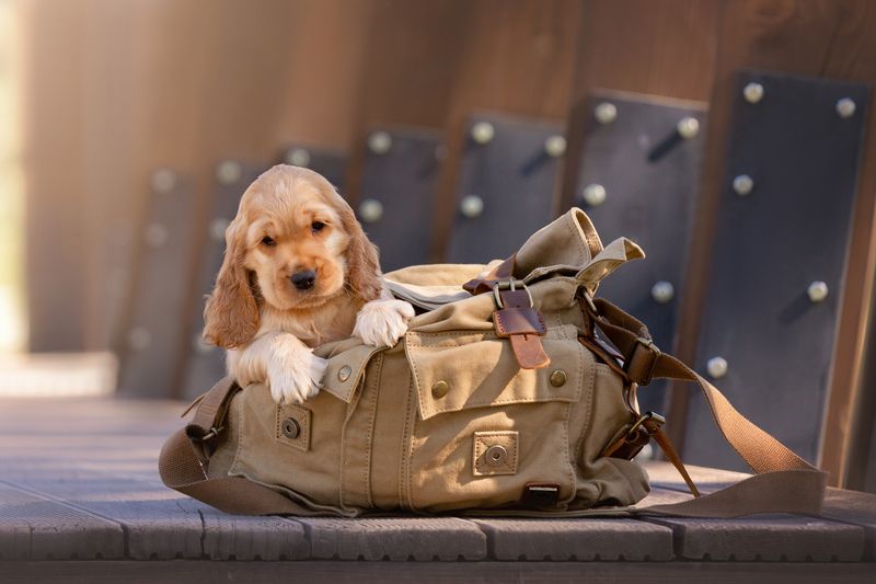 Фотосессия малышей кокерятphoto preview