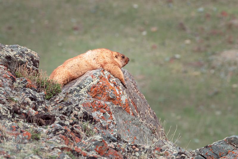 сурок, сурки, алтай, горный алтай, сайлюгемский национальный парк На отдыхеphoto preview