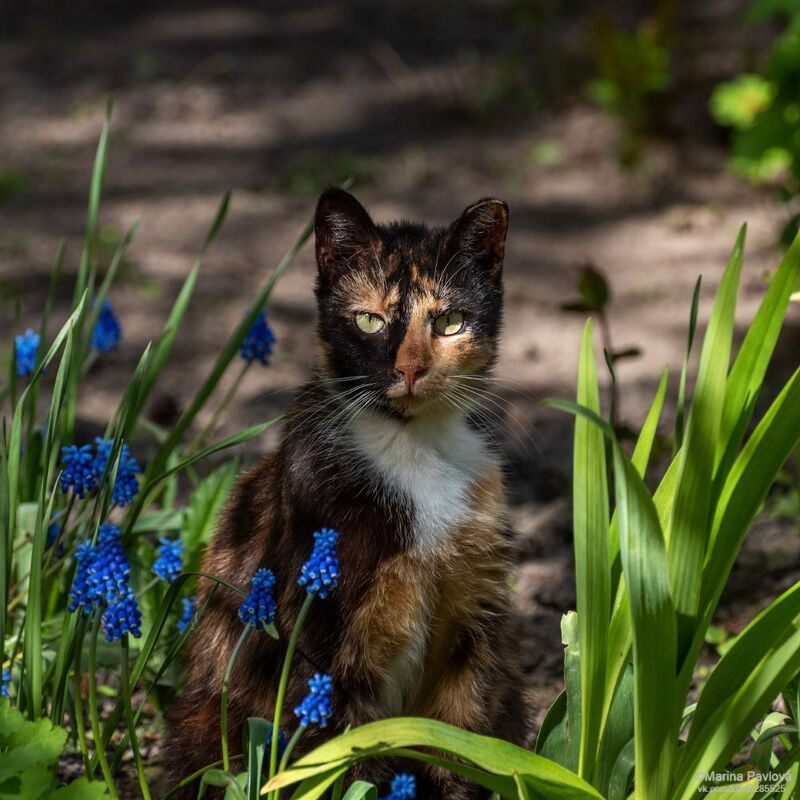 город, санкт-петербург, животные, кошка, 1 марта день кошек, 1 марта первый день весны Весенняя кошкаphoto preview