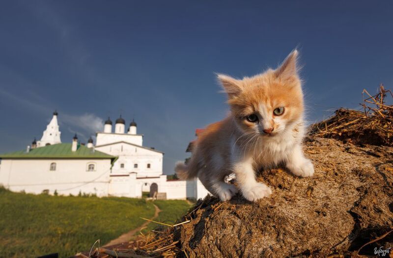 Всех в международным днём кошек!photo preview