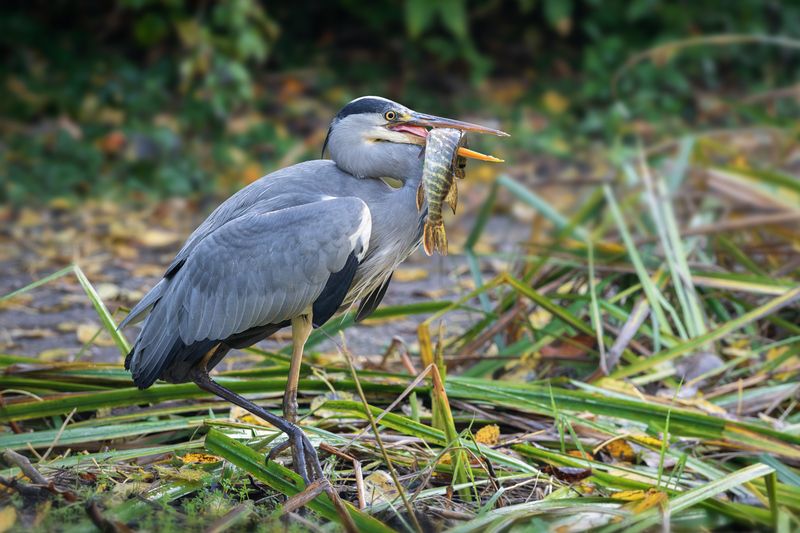 серая цапля, щука, ardea cinerea, grey heron, pike Прищучила.photo preview