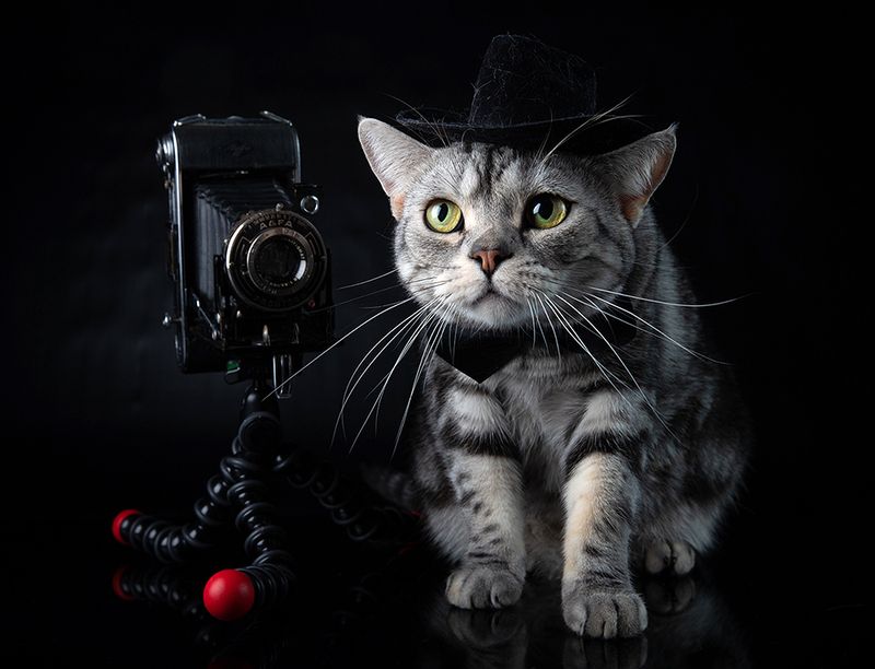 сat, кошка, животные, кошки,американский короткошерстный кот, american shorthair cat, день кошек, домашнии питомцы Маркиз -  С Днем Кошек! фото превью