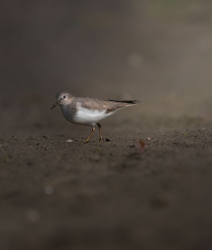 Wildlife Light and Shadowphoto preview