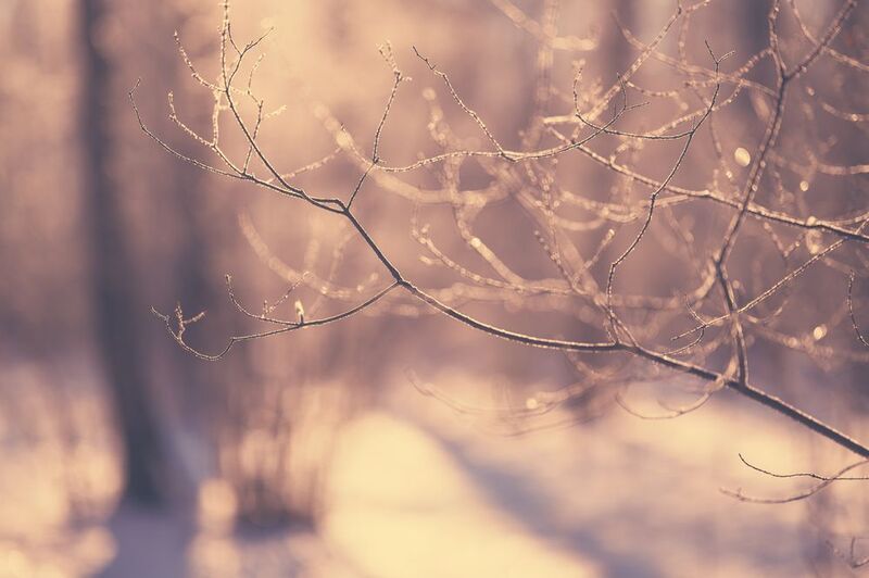 hoarfrost, ice, cold, winter, forest, branch, sunlight, sunset, evening, tree, winter, snow Hoarfrostphoto preview