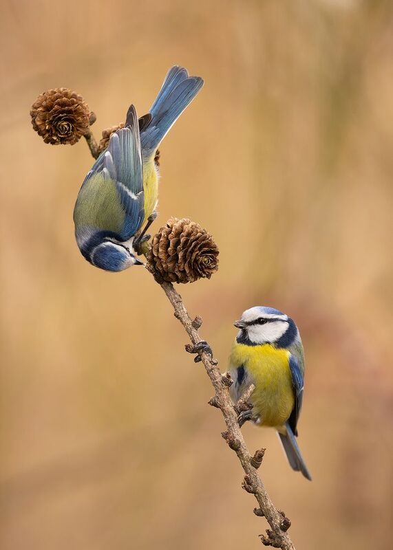 Titmousephoto preview