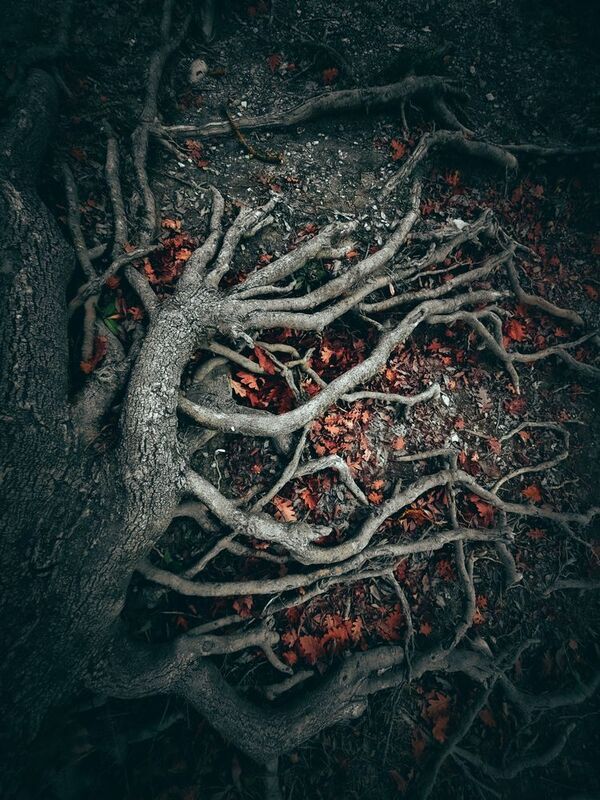 Корниphoto preview