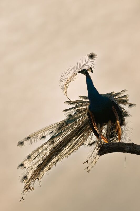 Anton Jeirin\'s Wondersphoto preview