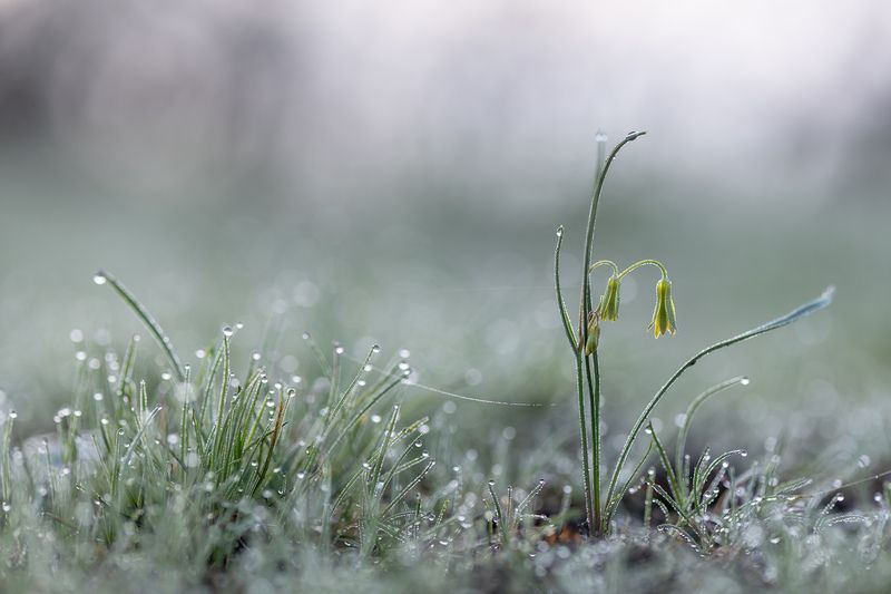первоцвет, весна, свет, гусиный лук, воронеж, россия, геннадий мещеряков, nikon d850, carl zeiss makro-planar t* 100mm f/2 zf.2 Весна, лето, осень, зима... и снова весна.photo preview