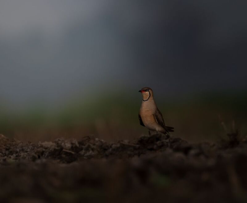 #Wildlife #bird #nature Play with light and shadowphoto preview
