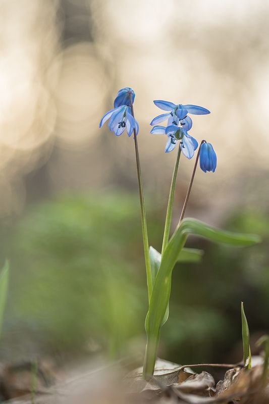 Уже скороphoto preview
