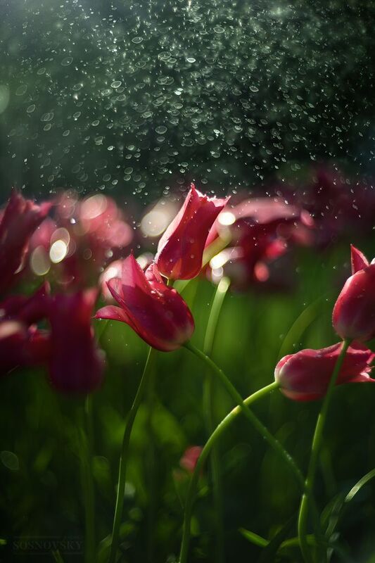 Гелиос 40-2 фото превью