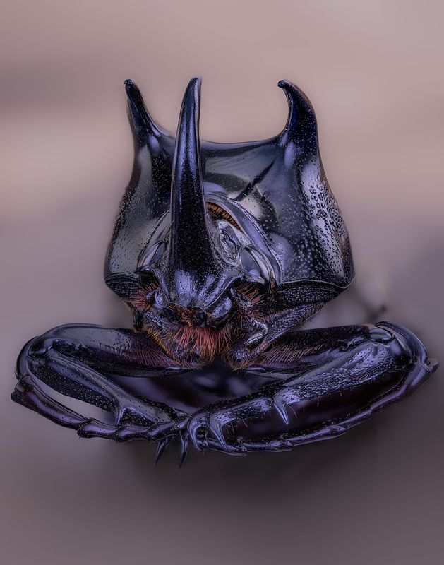 coleoptera, scarabaeidae, chalcosoma caucasus Охранникphoto preview