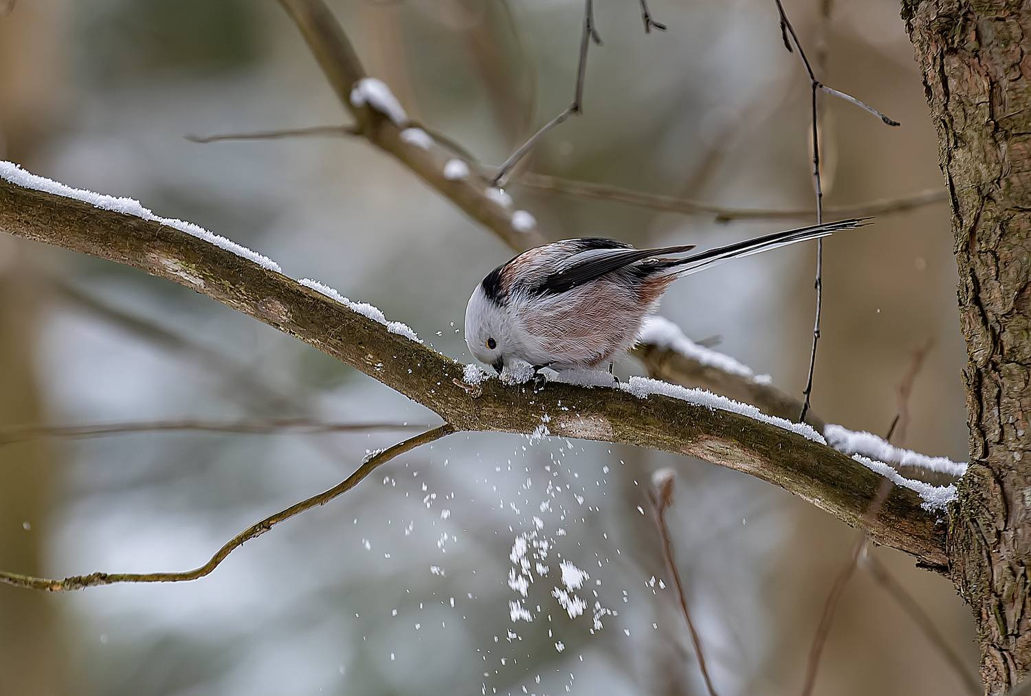 Жизнь на деревьях. Автор: Широких Александр длиннохвостая синица, дерево, лес, Широких Александр