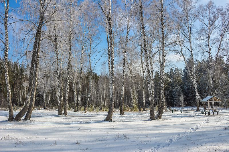 лес, деревья, зима, иней, природа photo preview