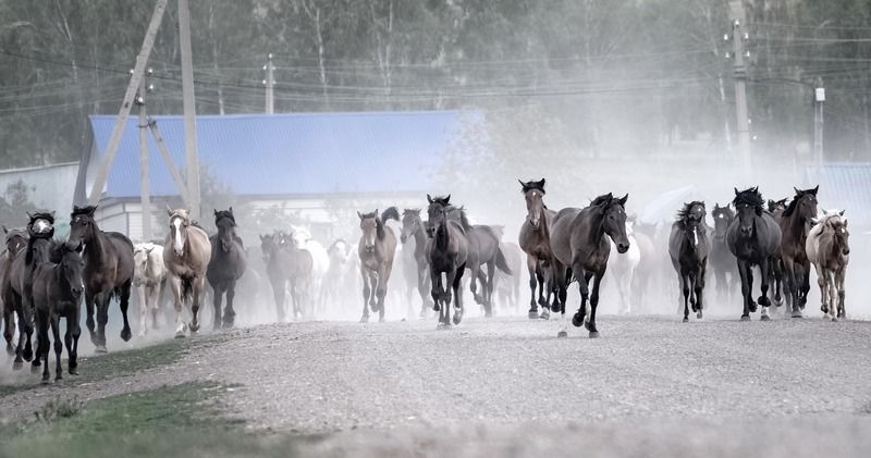 башкирия, село, дорога, выпас, животные , лошади На выпасphoto preview