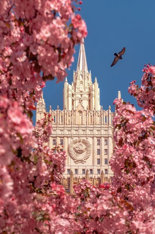 мид, яблони, цветение яблонь, весна, москва МИДphoto preview