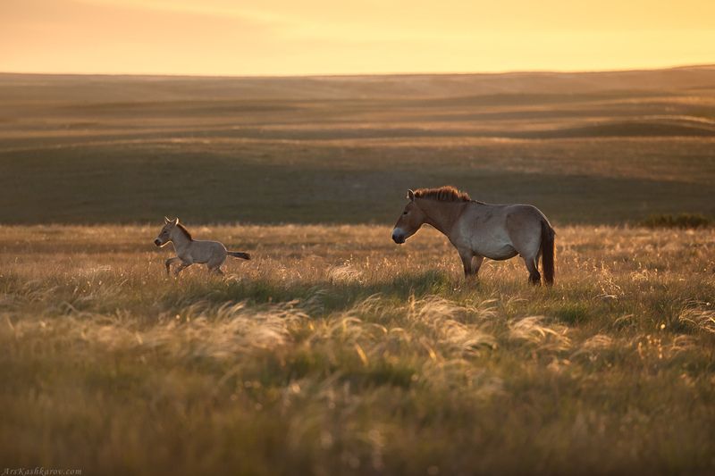 дикая лошадь, лошадь пржевальского, оренбуржье, степь, природа оренбургской области, южный урал, животные степи, степной пейзаж \