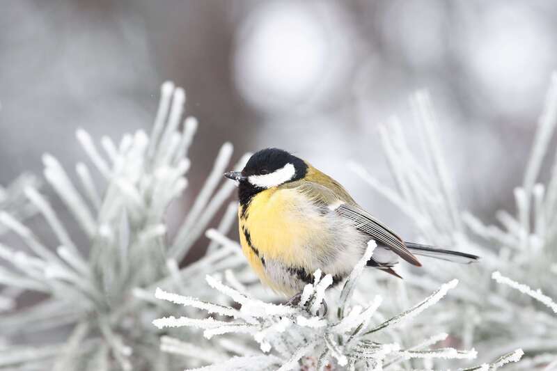 bird, birds, volgograd, russia, wildlife,  #photo preview