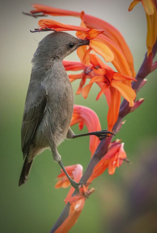 Hектарницаphoto preview