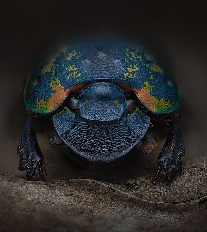 coleoptera, scarabaeidae, phanaeus meleagris minos, навозник Утилизаторphoto preview