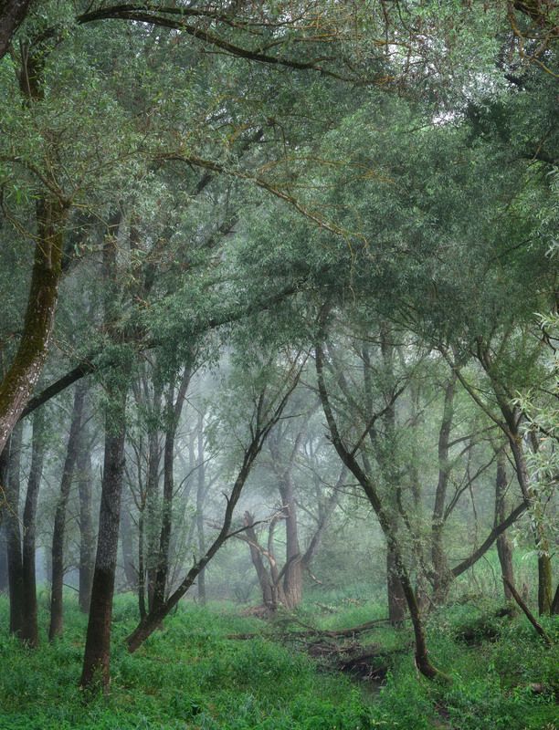 Кривые в туманеphoto preview