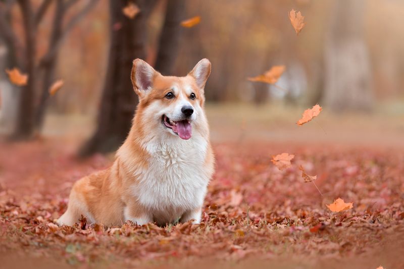Осенний коржикphoto preview