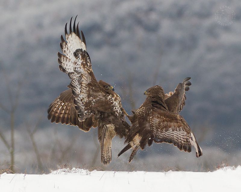 Канюк - Lens and Feathersphoto preview