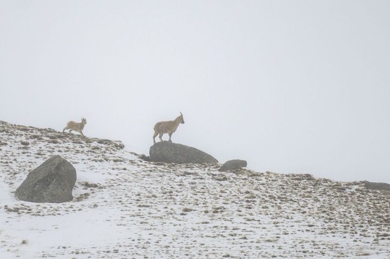 На склоне Эльбрусаphoto preview