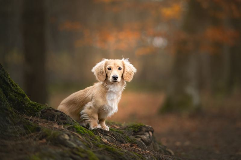 pet portrait dachshund dog Gigiphoto preview