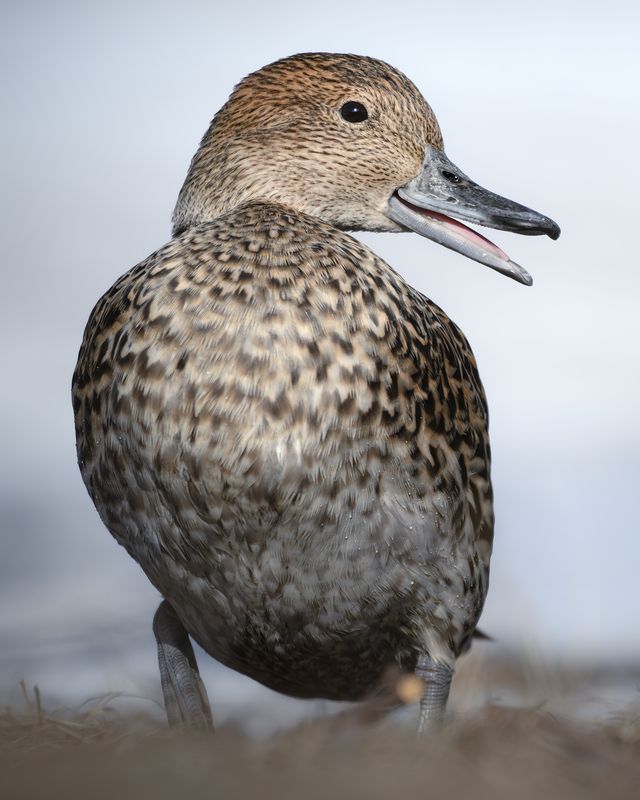 Шилохвость (Anas acuta) photo preview