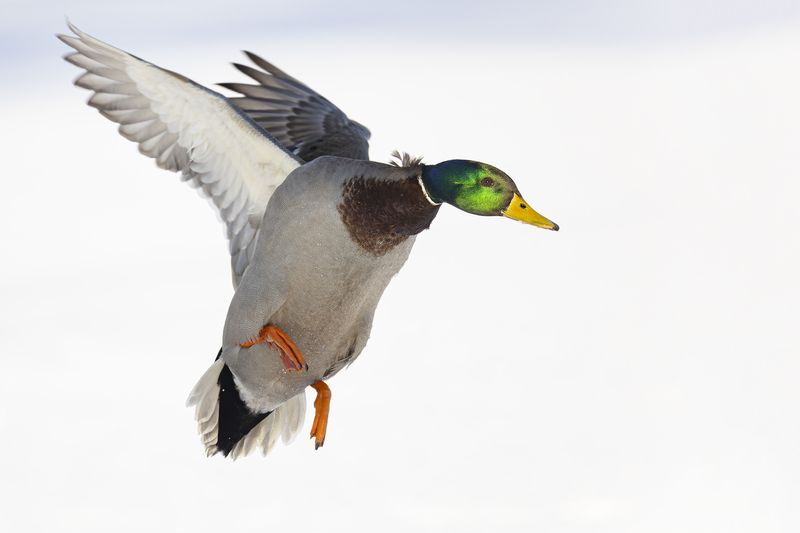 кряква Полет кряквыphoto preview