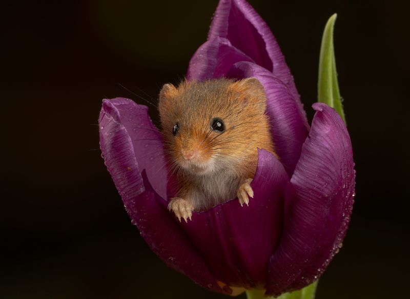 harvest mouse, mouse, rodent, animals, nature, wildlife, canon Harvest Mousephoto preview