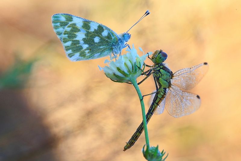 белянка рапсовая, стрекоза *** фото превью