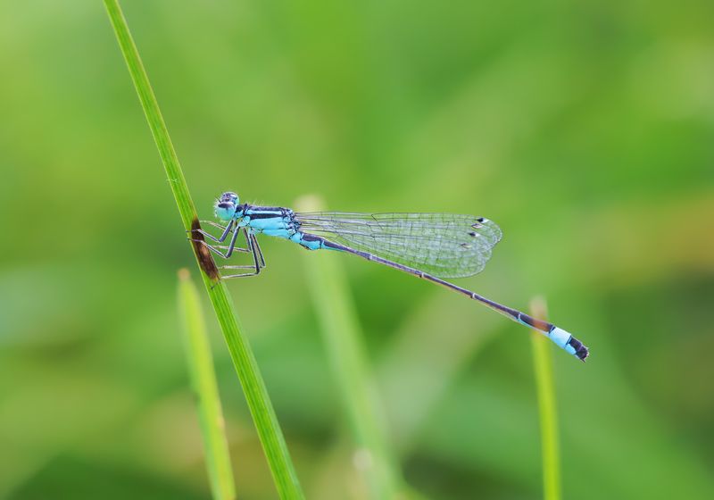 макро, стрекоза Стрекозыphoto preview