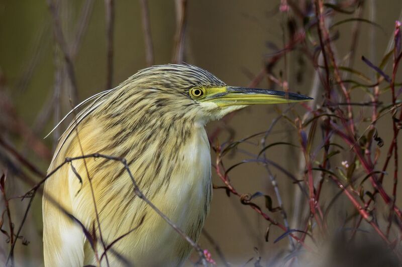 Жёлтая цапляphoto preview