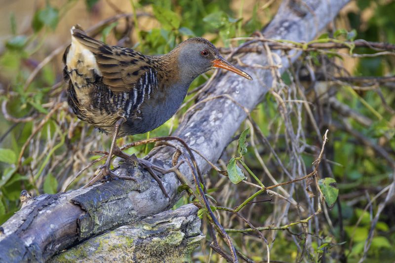 Водяной пастушок.photo preview
