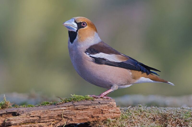 дубонос,самец,клюв,весна Стальной клювphoto preview